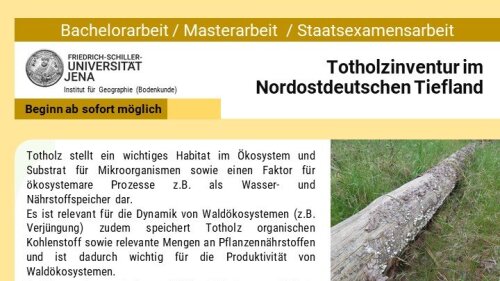 Totholzinventur 2022 - HolzDeko